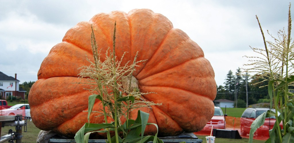 Best Places to See the World's Biggest Pumpkins