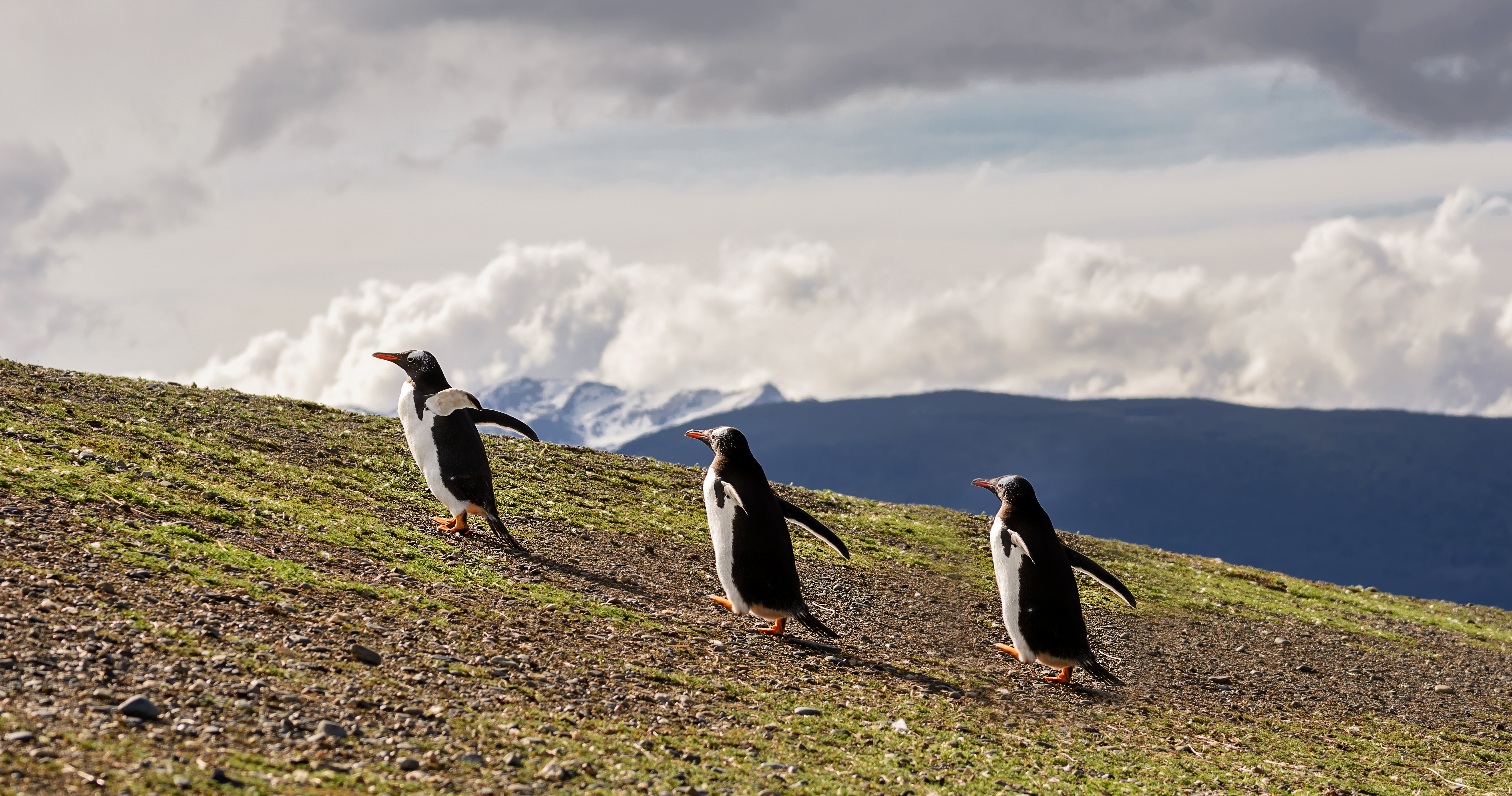 7 Places to See Penguins in the Wild