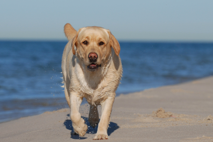 A ‘ruff’ life in Nantucket