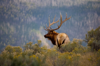 Frontier adds baggage fee, ups antler charge