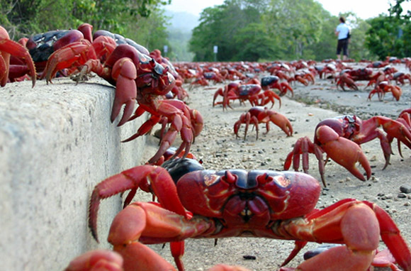 Witness A Massive Crab Migration