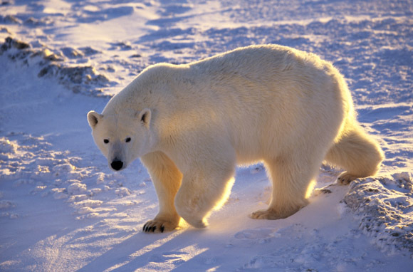 Walk With Polar Bears