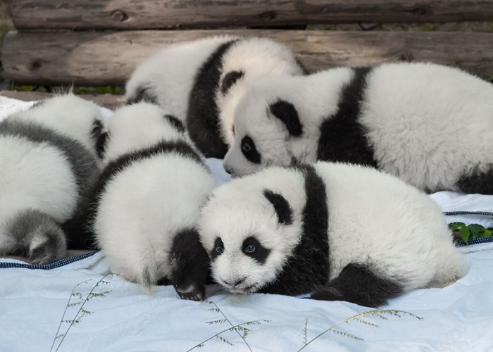 Daily Daydream: Bifengxia Panda Base, China