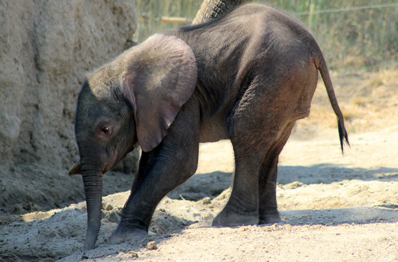 Elephant, Indianapolis Zoo, Indiana