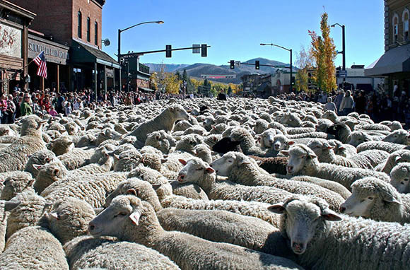 Trailing of the Sheep Festival