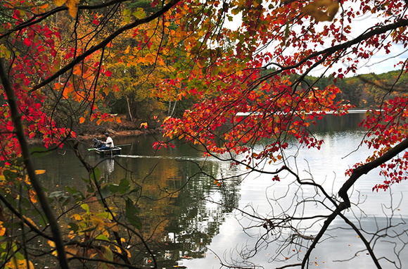 Walden pond, concord, massachusetts