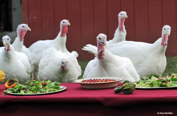 Unique Thanksgiving