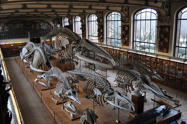 Galleries of Paleontology and Comparative Anatomy, Paris, France