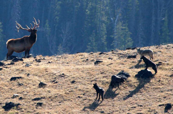 Wolf Observation, Yellowstone National Park, Idaho, Montana, And Wyoming