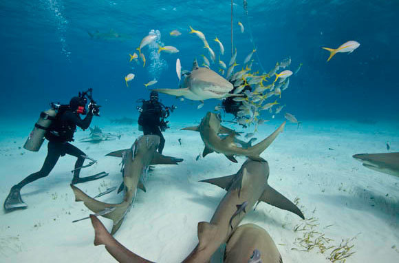 Perfect Your Shark Photography, Bahamas