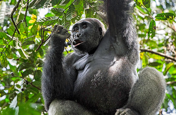 Gorilla Tracking In The Congo (Austin Adventures)