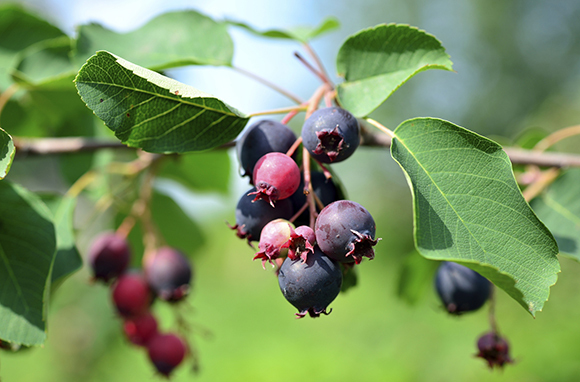 Saskatchewan's Saskatoon Berries