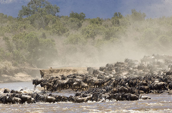 Serengeti National Park, Tanzania, and Maasai Mara National Reserve, Kenya