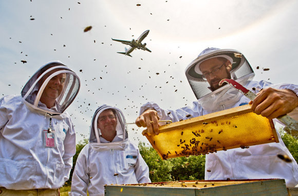 Bees Sweeten Travel