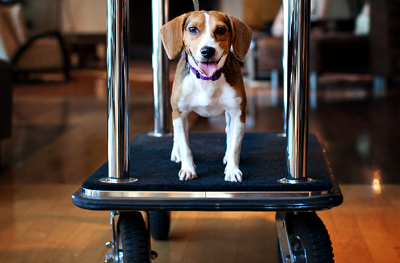 9 Pet-Friendly Hotel Chains