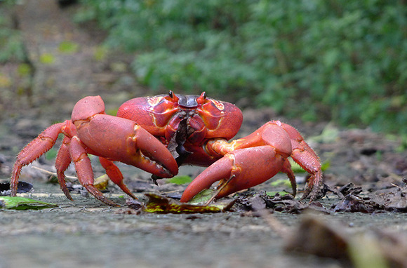 Fear of Crabs: Christmas Island, Australia