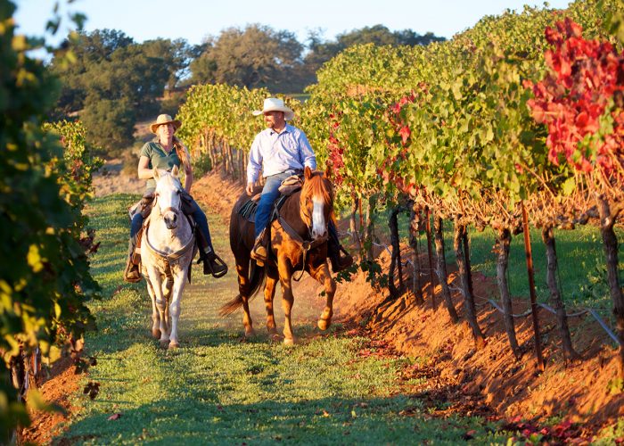 Love Wine? Sonoma’s Grape Camp Is Your Dream Vacation