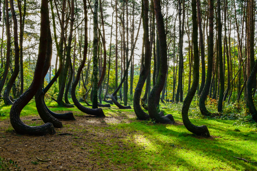 Crooked forest, poland