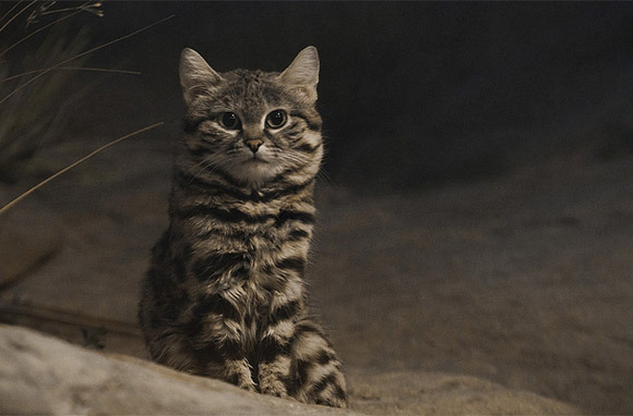 Black Footed Cats