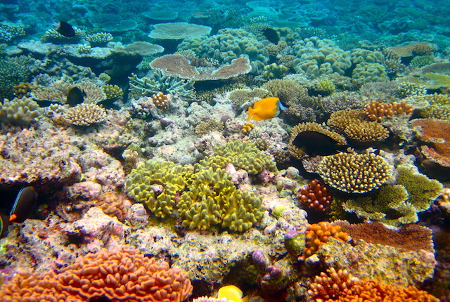 barrier-reef