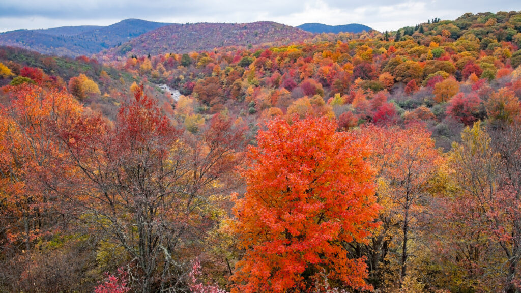 blue-ridge-parkway-fall