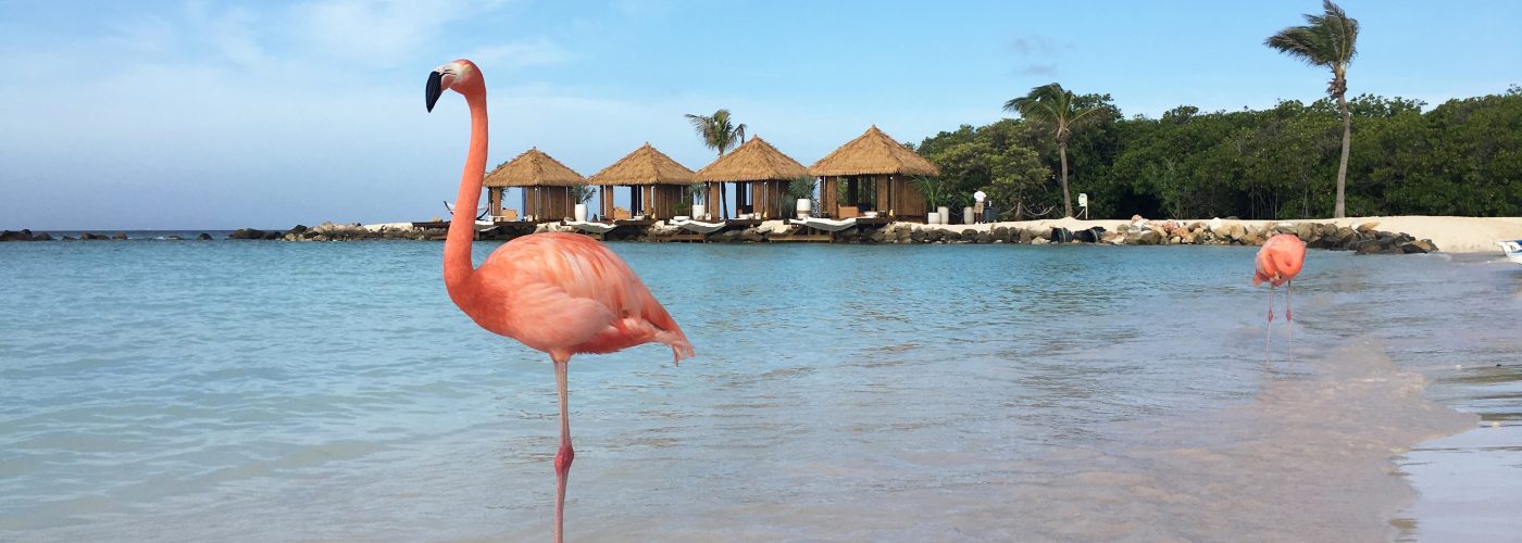 things to do in Aruba flamingo beach