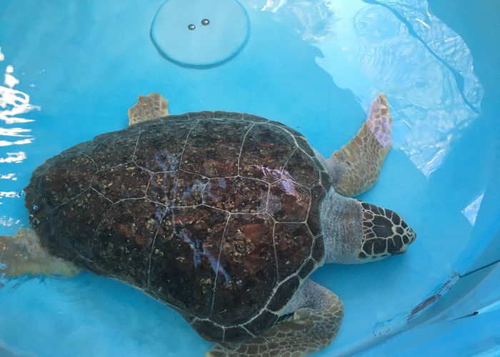 Rescued Sea Turtles in Palm Beach County