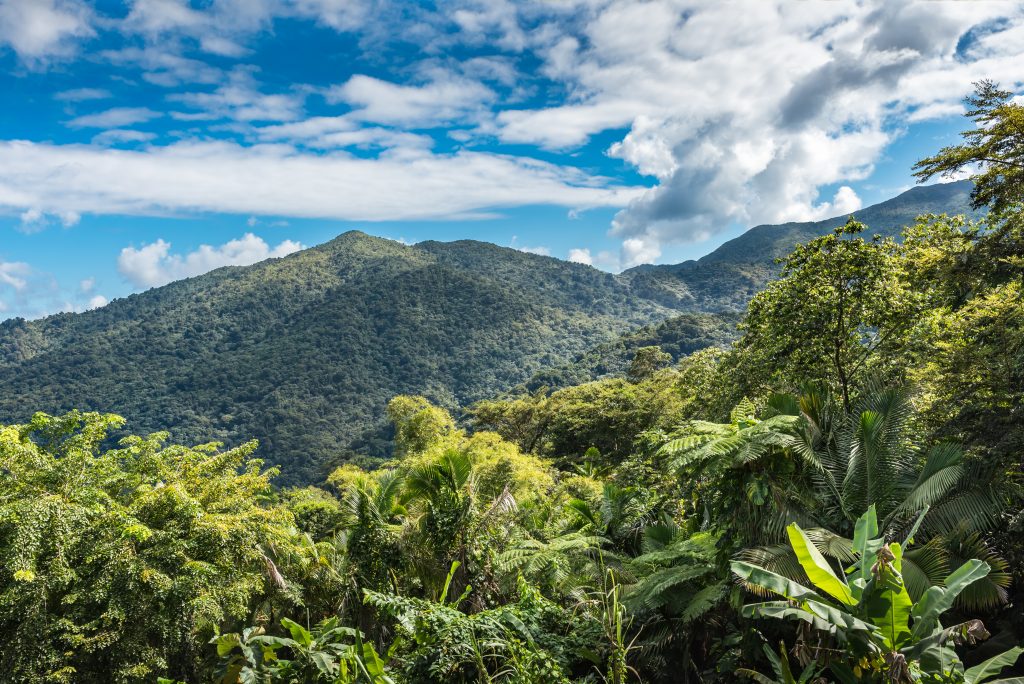 jungle tour in puerto rico