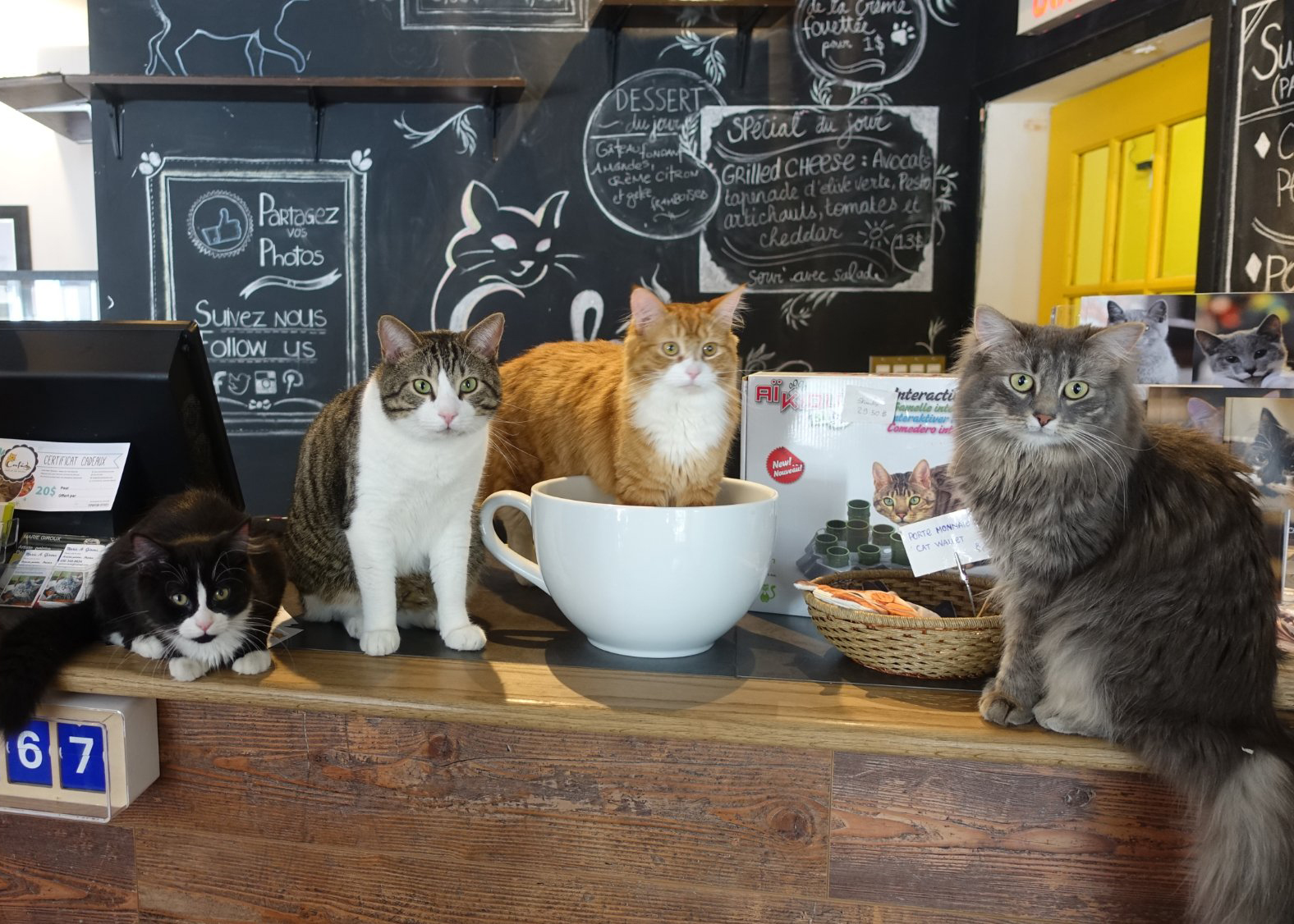 Кафе с кошками адрес