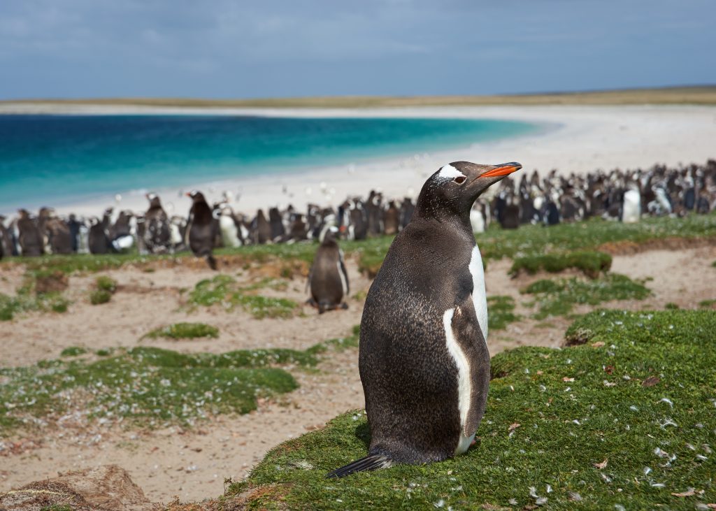7 Places to See Penguins in the Wild