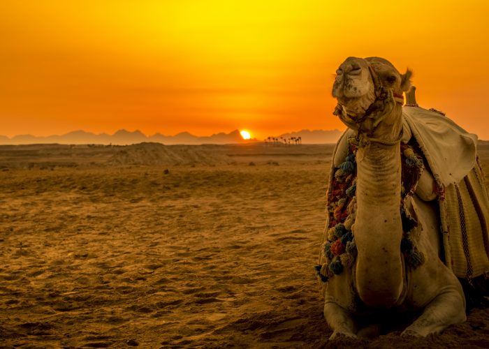 Camel Desert Sunset