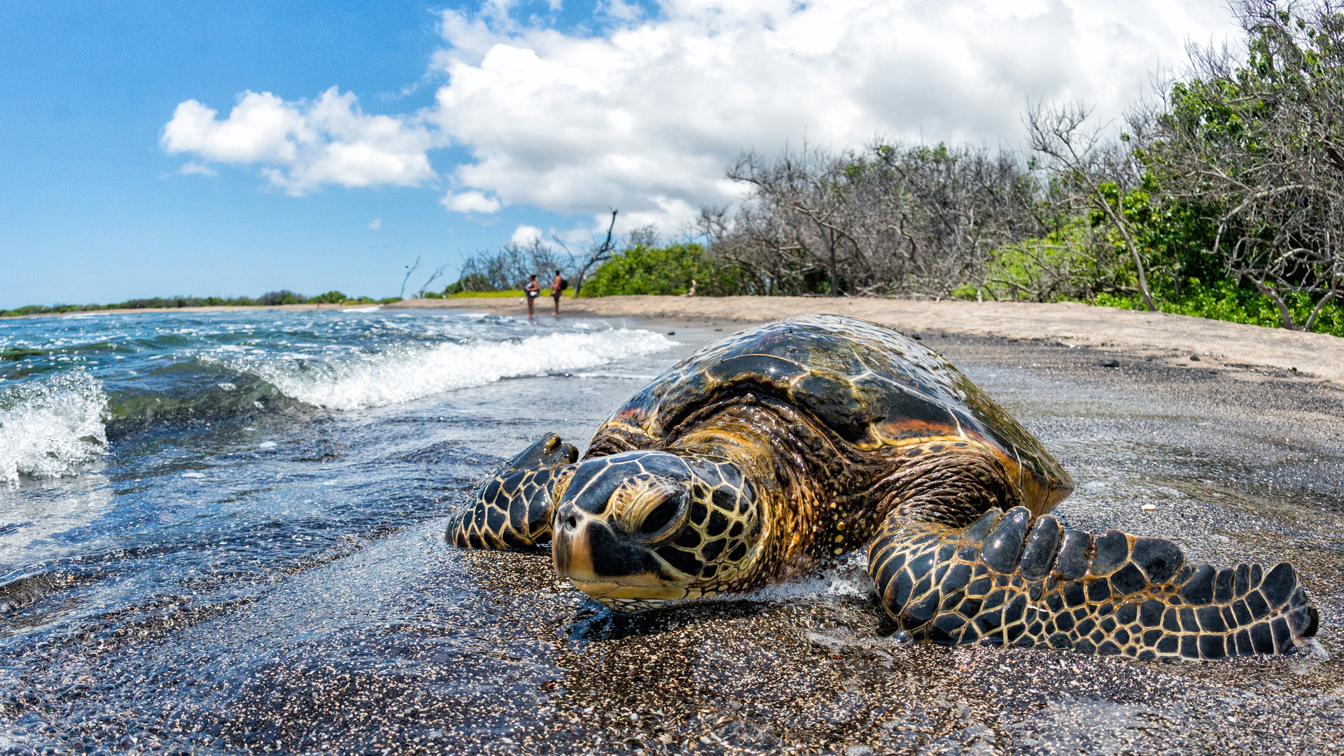 beach turtle