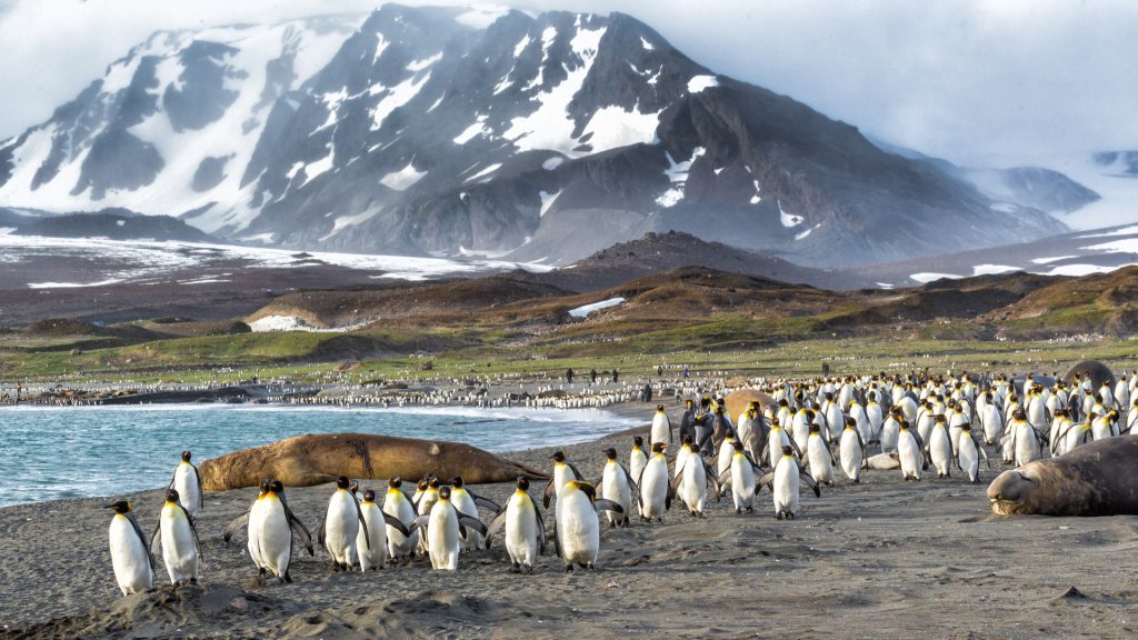 falkland islands