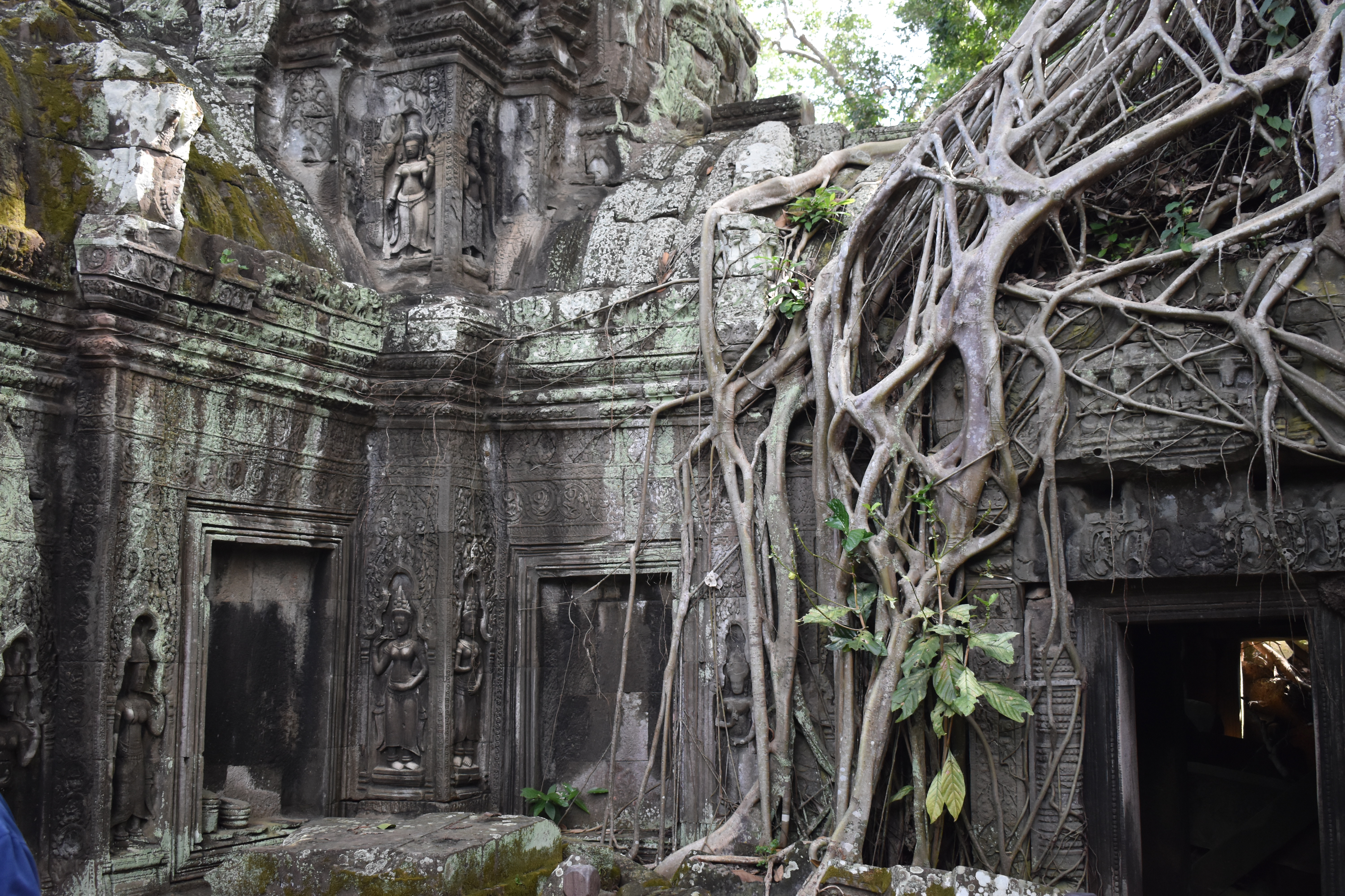 trees grow out of the temples at ta prohm, cambodia