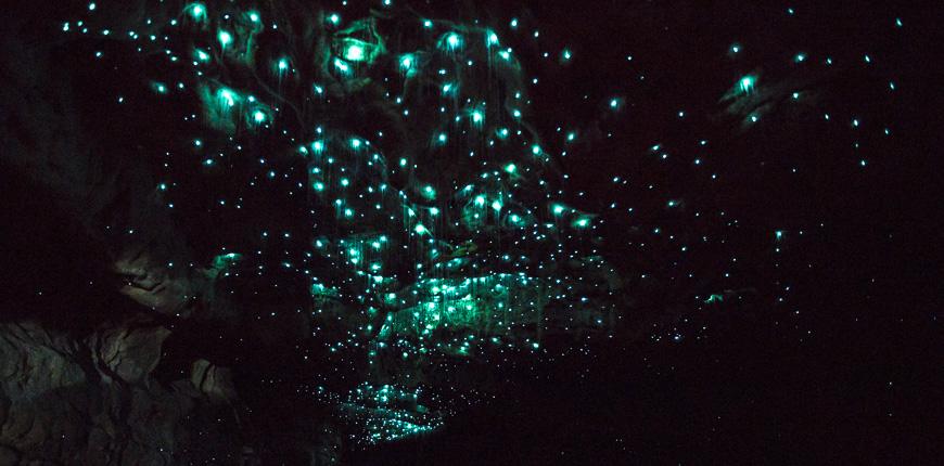 Jaskyne Waitomo Glowworm