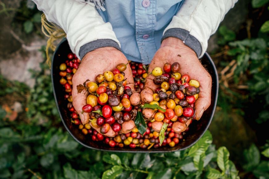 colombian coffee REI adventures.