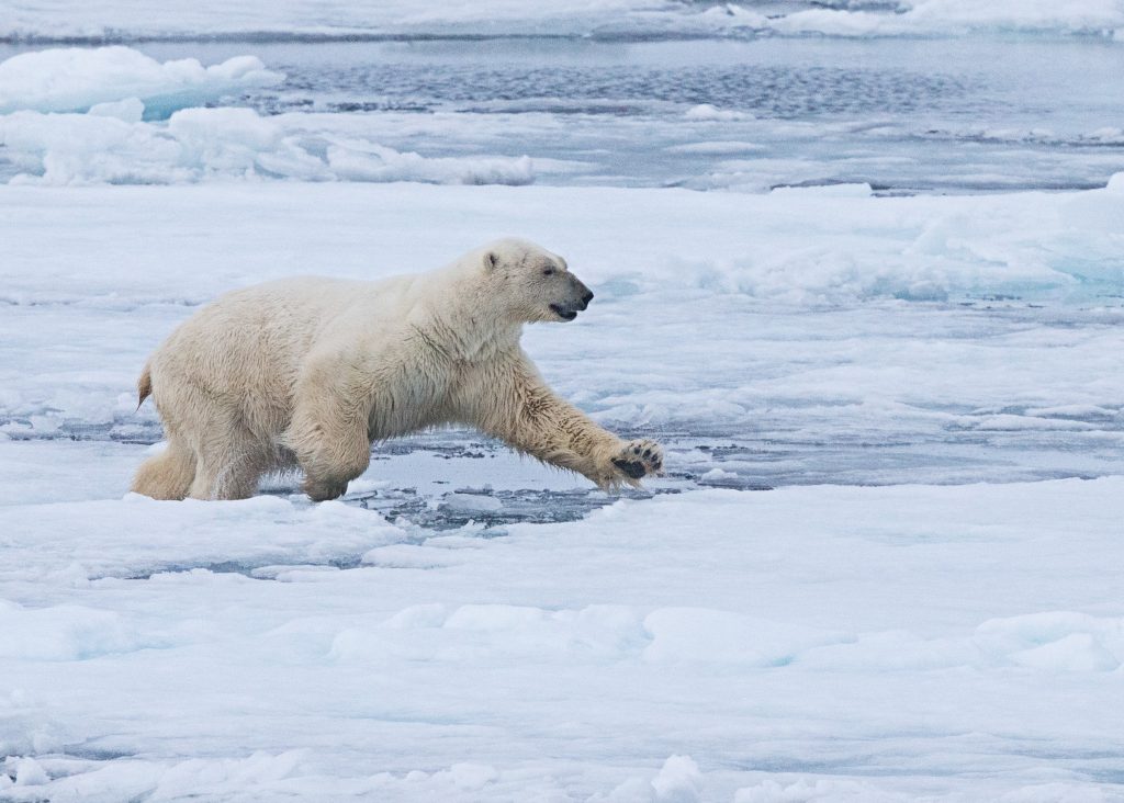Arctic polar bear on ice flow