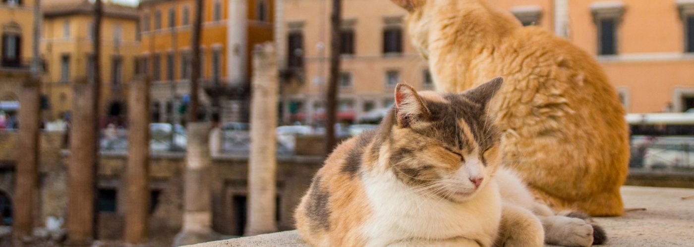 cats lounging at the Rome cat sanctuary