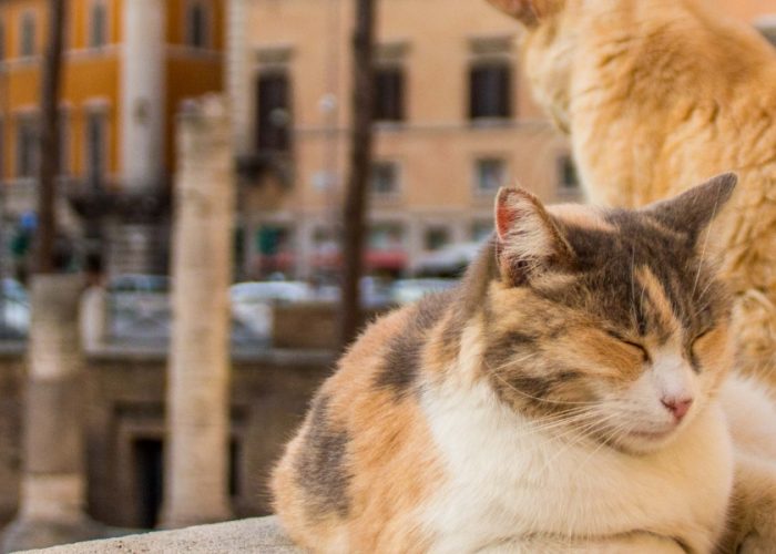 cats lounging at the Rome cat sanctuary