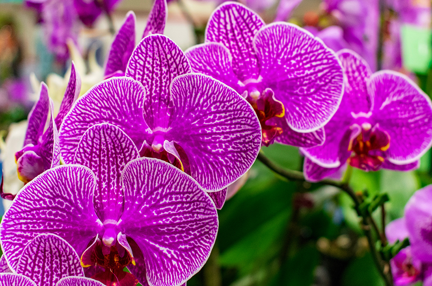 pink flowers in oahu