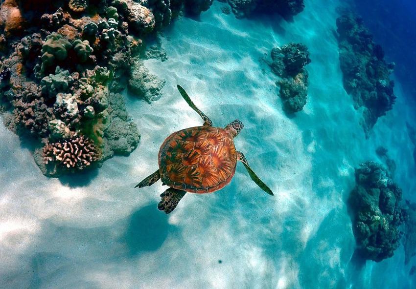 Hawaii sea turtle