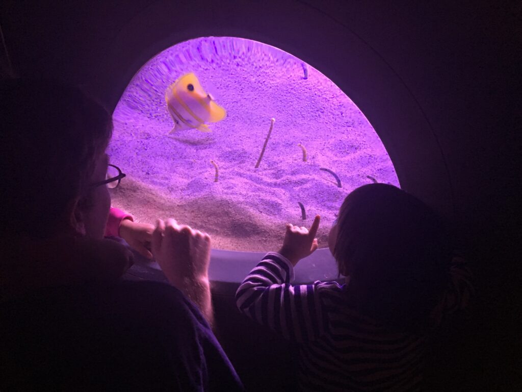 child looking into tank at florida aquarium in tampa