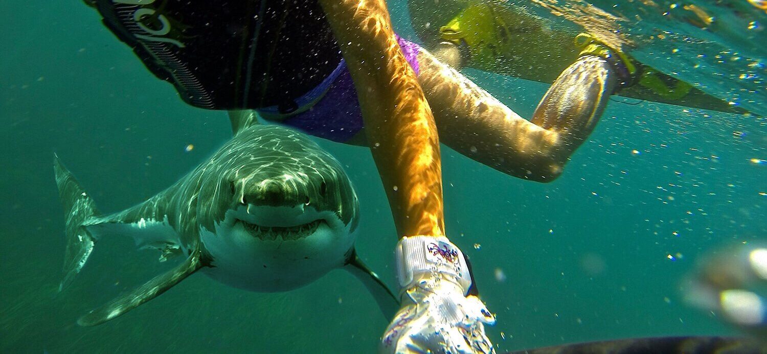 What To Do If You See A Shark While Snorkeling
