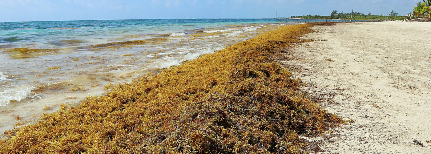 Piles of sargassum seaweed on the-Beach in Costa Maya Mexico.