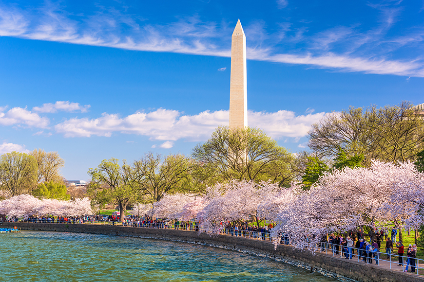 monumento a Washington con cuenca de marea de cerezos en flor.