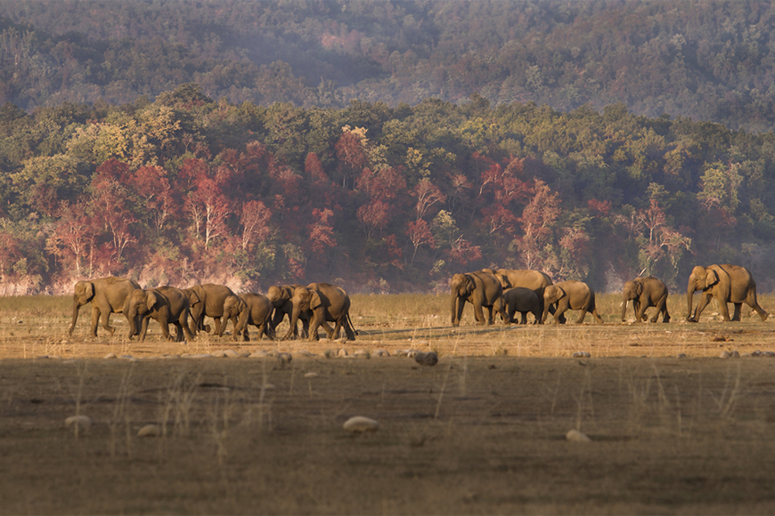 fall foliage and elephants in uttarakhand, india's jim corbett national park.