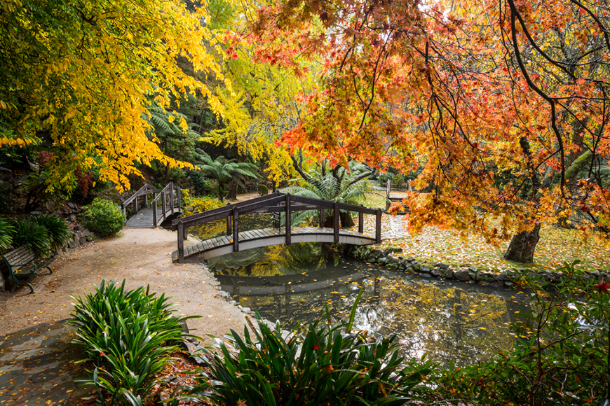 fall foliage in melbourne dandenong ranges national park, australia.