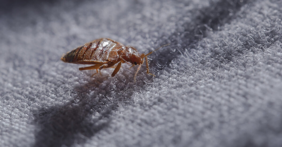 5 Ways To Avoid Bedbugs On Planes, Can Bed Bugs Bite Through Vinyl