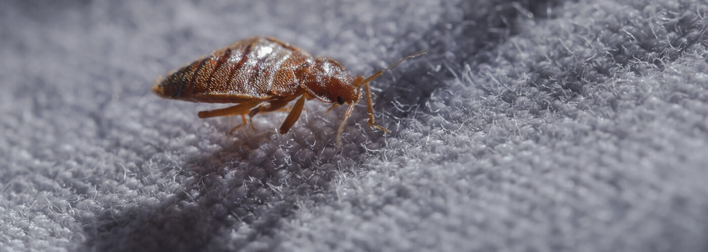 bedbug crawling on fabric