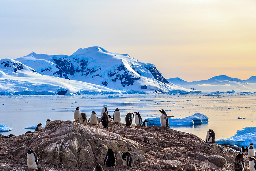 Rocky coastline overcrowded by gentoo pengins and glacier with icebergs in the background at neco bay, antarctic